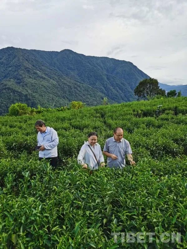 图为调研组一行参观墨脱德兴乡高山有机茶园