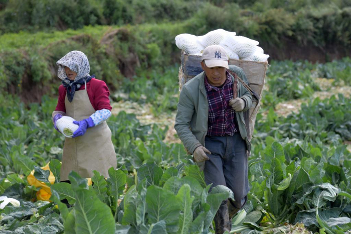 8月12日，在榆中县马坡乡上庄村，村民使用背篼将采摘的散花菜背出菜地。新华社记者 范培珅 摄