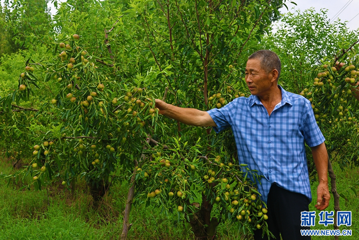 ??8月12日，棗農(nóng)在南陽(yáng)市社旗縣下洼鎮(zhèn)郭莊冬棗采摘園管護(hù)冬棗。社旗
