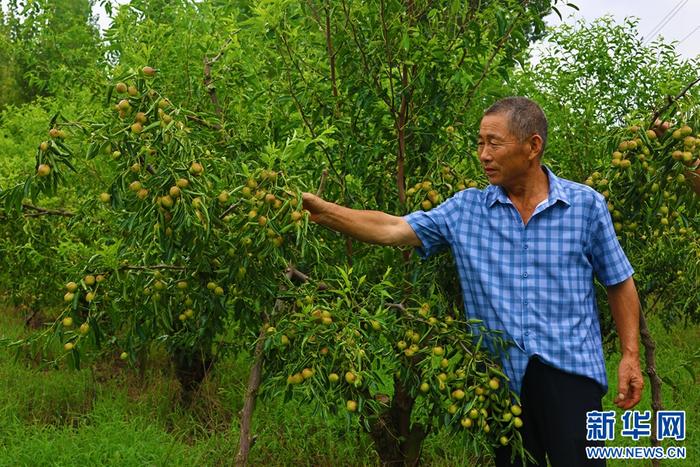 河南社旗：甜甜冬棗綴滿枝