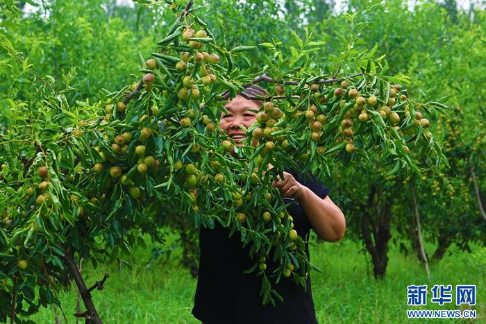??8月12日，棗農(nóng)在南陽(yáng)市社旗縣下洼鎮(zhèn)郭莊冬棗采摘園管護(hù)冬棗。