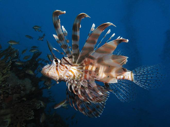 狮子鱼（Pterois miles），图源：WikiMedia