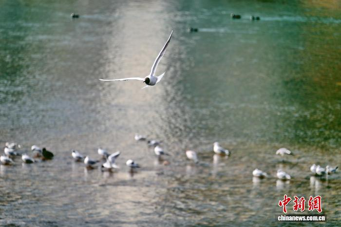 成群的紅嘴鷗在黃河上空翩翩起舞。(資料圖)侯齊 攝