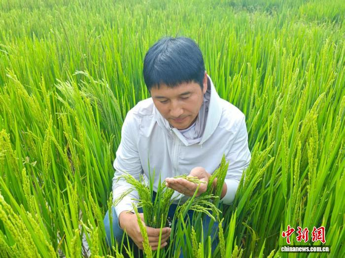  8月11日，范春捆在西藏山南加查县冷达乡共康村水稻田里观察水稻孕穗情况。　中新社发 陈立超 摄