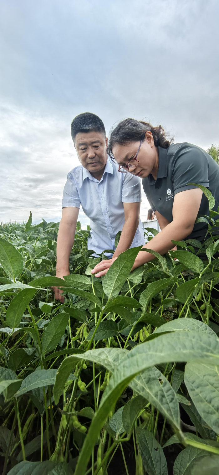 专家们每到一处，都会仔细观察大豆生长情况