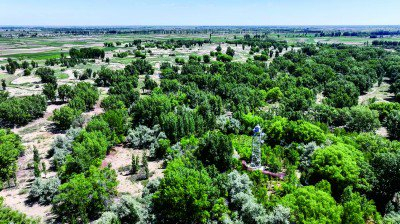 巴彦淖尔市新华林场。资料图片