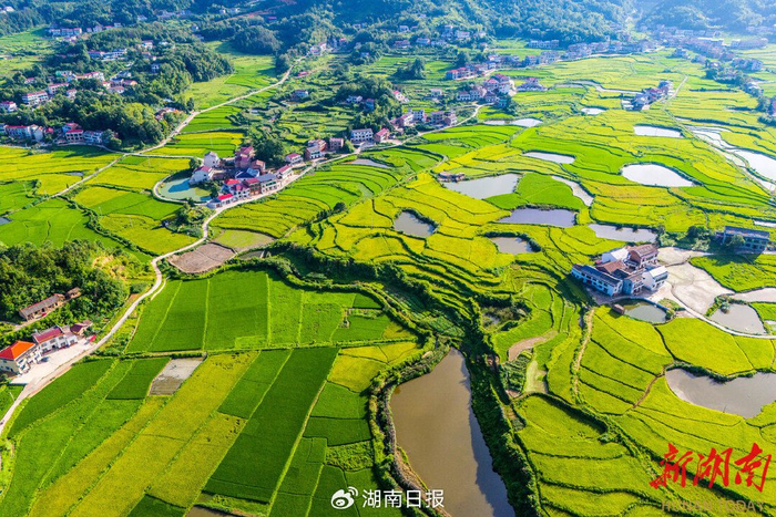 7月1日，双峰县井字镇花山村，稻田泛金，稻香盈野。李建新 摄（湖南图片库）