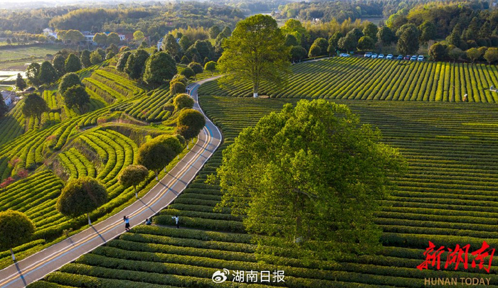 长沙县金井镇茶园。湖南日报全媒体记者 辜鹏博 摄