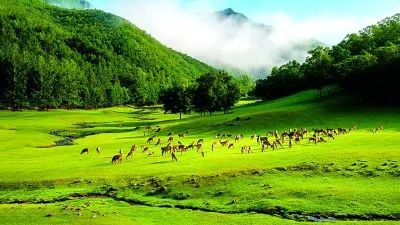 位于黑龙江省伊春市的金山鹿苑。屈慧彬摄/光明图片