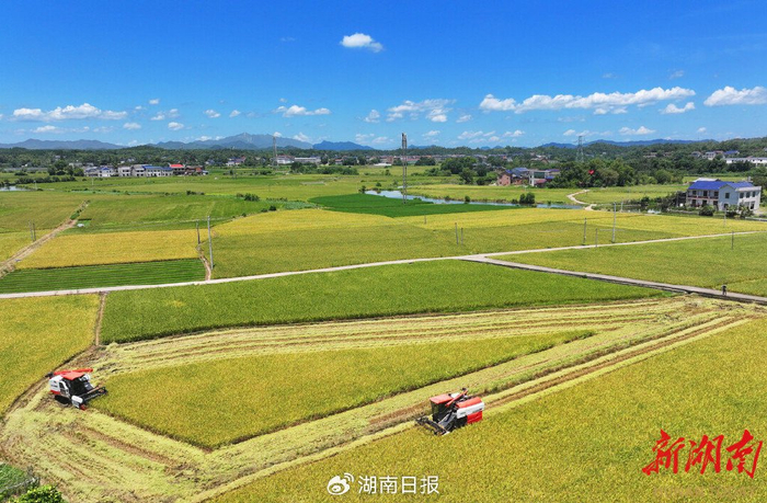 7月3日，衡山县白果镇，村民驾驶收割机在收割早稻。曹正平 夏建军 摄影报道（湖南图片库）