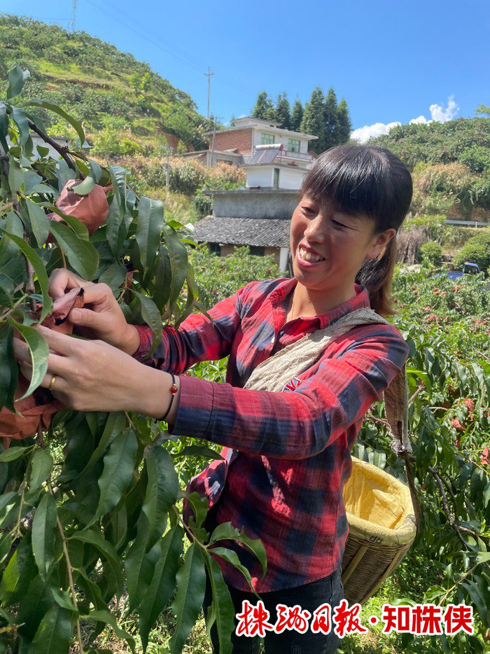 陈丽萍在自家黄桃基地采摘。 黎世伟 摄