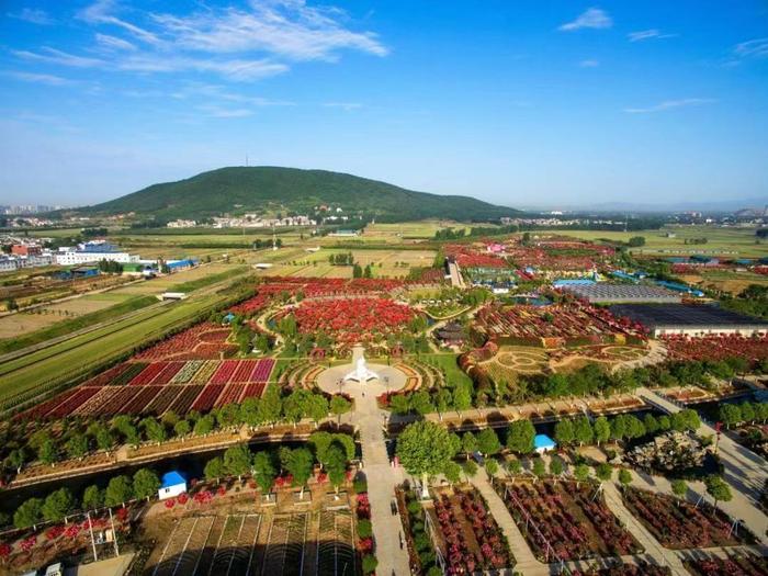 南阳市卧龙区近些年发展起了月季美丽产业。