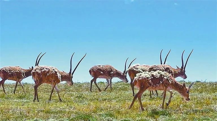 图为“高原精灵”藏羚羊。记者 黄志武 摄