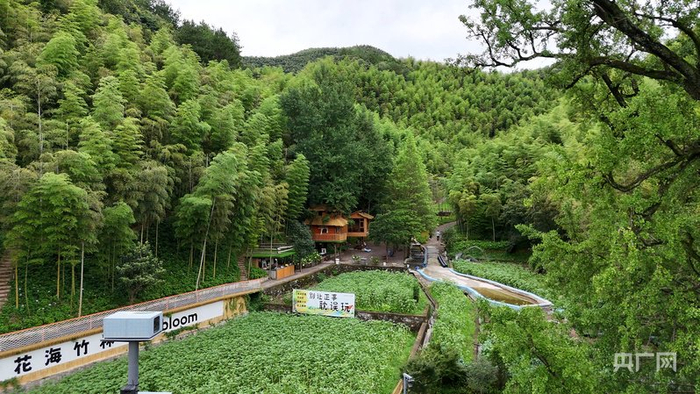 余村花海竹林Bambloom（央广网发  尚天宇  摄）