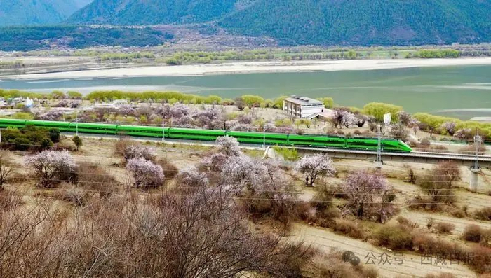 图为穿梭在桃花林中的拉林铁路高原复兴号。通讯员 拉巴次仁 摄