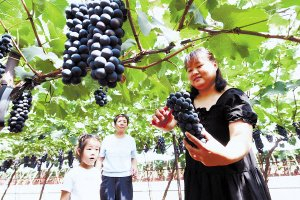 　　游客体验采摘果蔬乐趣。本报记者 刘洋摄