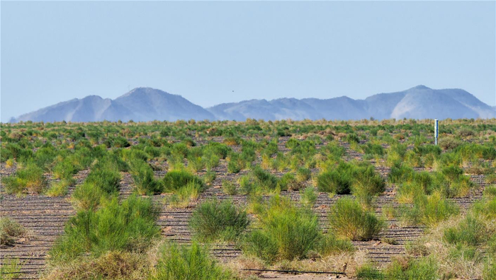 　　額濟(jì)納旗東風(fēng)鎮(zhèn)額很查干嘎查額濟(jì)納河片區(qū)人工種草項(xiàng)目區(qū)。記者 孟和朝魯 攝