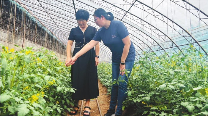         北票市蒙古营镇跃进村党支部书记乔宪芳（左）和产业联合党委书记李雪一起查看番茄的坐果情况。  本报记者 曲宏 摄