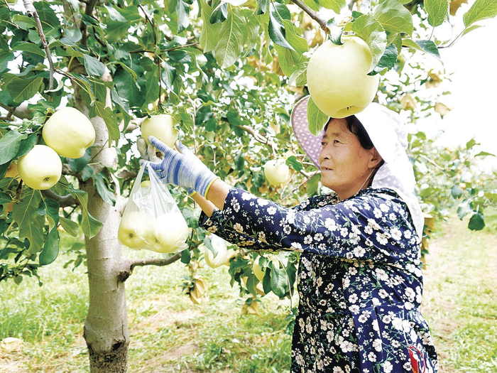 果农给苹果摘除果袋。 通讯员 王春燕 摄