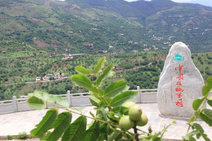 中国核桃第一村——岩北（2020年8月11日，王劲松摄）