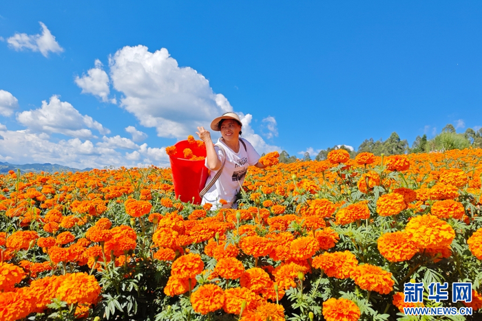 花农采摘万寿菊（8月19日摄）。新华网发（伍明欢 摄）