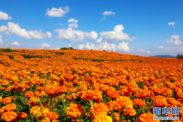 漫山遍野的万寿菊（8月19日摄）。新华网发（李伟健 摄）