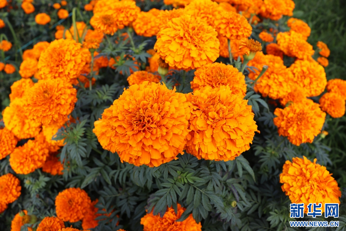 盛开的万寿菊（8月19日摄）。新华网发（伍明欢 摄）