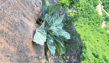 “旅行阿杰”拍摄的疑似崖白菜的植物。视频截图