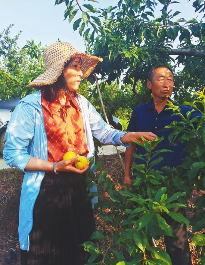         辽宁省农科院果树所研究员刘秀春（左）与垚鑫合作社高级农技师周国胜探讨大红袍李子摘袋最佳时期。 何忠民 摄