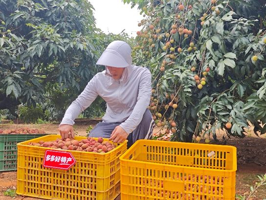 ▲在“多多好特产”赋能下，优质荔枝品种加速上行，走进千家万户。陈振豪|摄