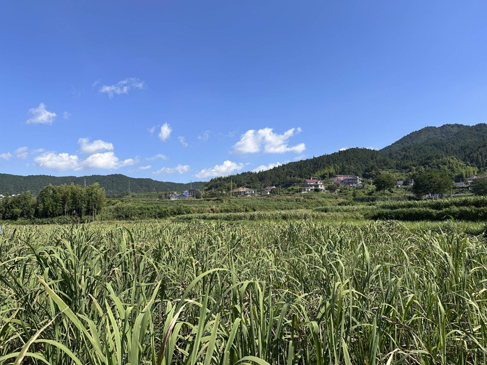 这是位于安徽省安庆市岳西县石关乡马畈村的茭白田。新华社记者 何晓 摄