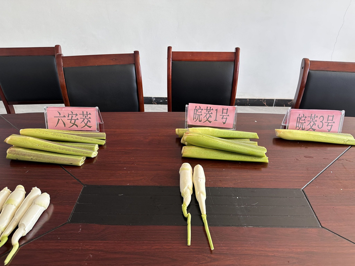 这是由安徽省农科院培育的不同品种的茭白。新华社记者 何晓 摄