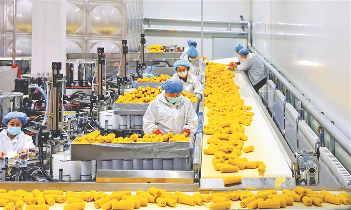     鲜食玉米加工车间。本报记者 孙昊摄