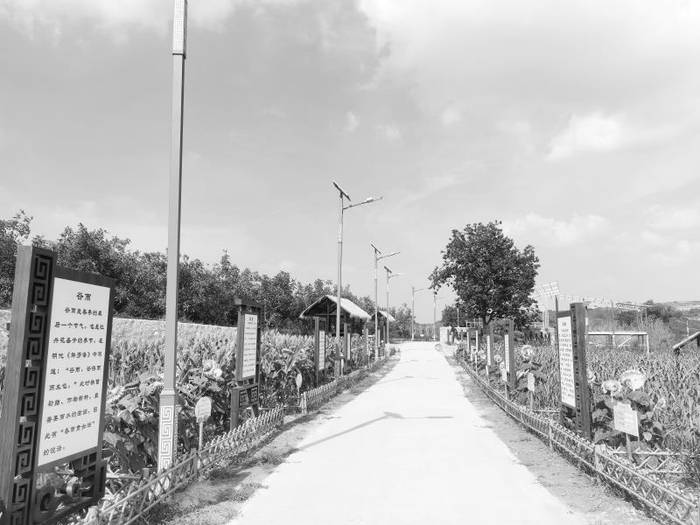 　　印台区印台街道崖尧村农耕体验园内一派生机盎然。 本报记者 董唯韦摄