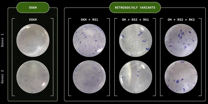 AP 染色确认了重编程的成功:紫色的集落表示干细胞重编程成功,集落颜色越深、数量越多,表明效率越高