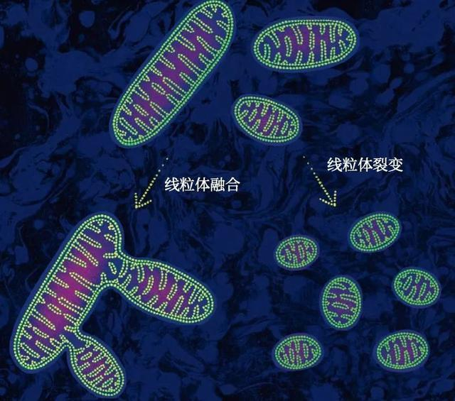 图片来源于2025 年 7 月《环球科学》杂志的封面文章《全身通信：线粒体也社交》