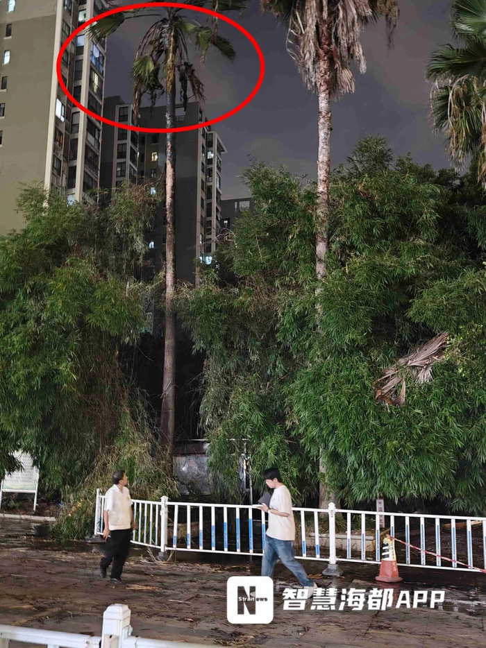 棕櫚樹(shù)頂部枝葉留下明顯燒焦痕跡（畫(huà)圈處）