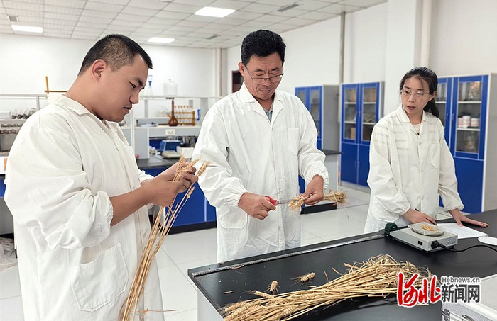 為鹽堿地小麥裝上“耐鹽芯”
