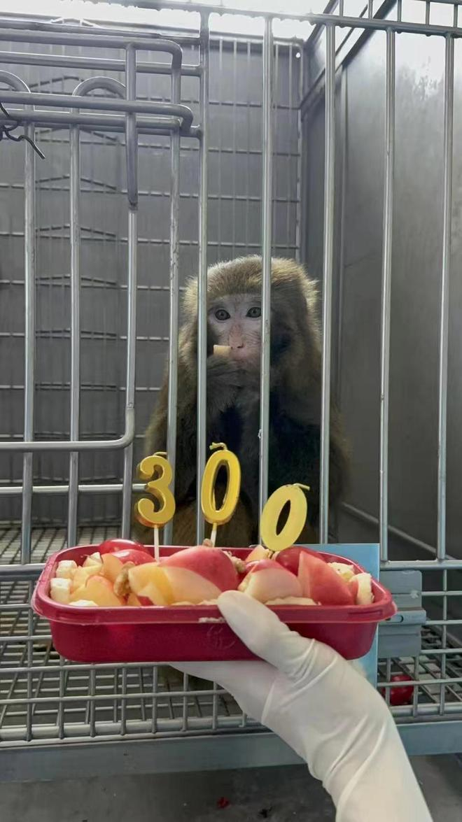 ▲猕猴术后已健康存活超300天