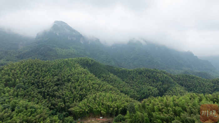 兴文县僰王山镇竹林郁郁葱葱。