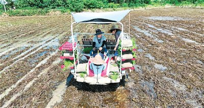 農(nóng)戶使用井程公司的農(nóng)機(jī)插秧。受訪者供圖