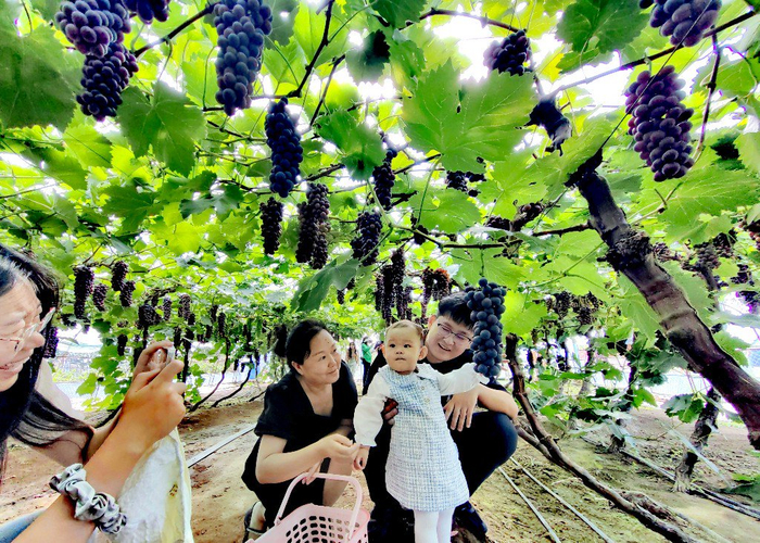 在葡萄樹(shù)下合影