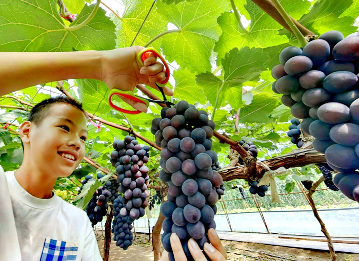 游客采摘葡萄