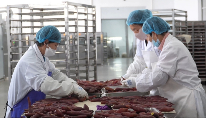 甘薯加工（央廣網(wǎng)發(fā) 寧河區岳龍鎮供圖）