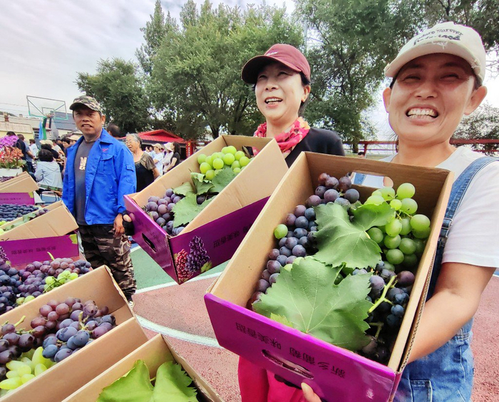 這里的葡萄熟了，你不來(lái)摘嗎？