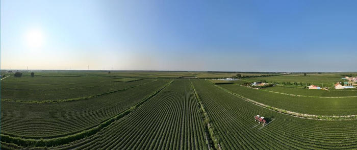 2025年，岳龍鎮規?；N植的紅瑤甘薯種植基地，全鎮累計種植2萬(wàn)余畝（央廣網(wǎng)發(fā) 寧河區岳龍鎮供圖）