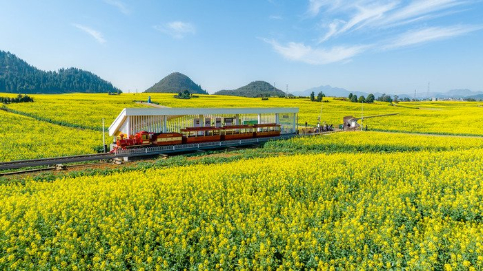 云南省罗平县的油菜花海（2025年2月19日摄，无人机照片）。新华社记者 胡超 摄