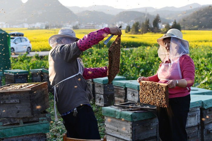 云南省罗平县板桥镇品德村村民在查看蜜蜂（2022年2月28日摄）。新华社发（毛虹摄）