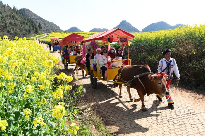 云南省罗平县板桥镇金鸡村村民赶牛车拉游客观赏油菜花（2022年2月28日摄）。新华社发（毛虹摄）
