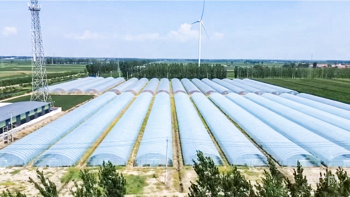 大良莊村內的育苗大棚（央廣網(wǎng)記者 褚夫晴 攝）